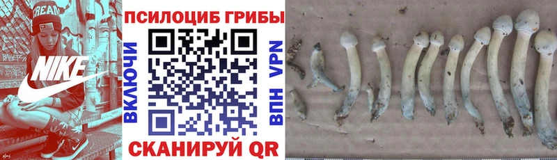 Псилоцибиновые грибы Psilocybe Меленки